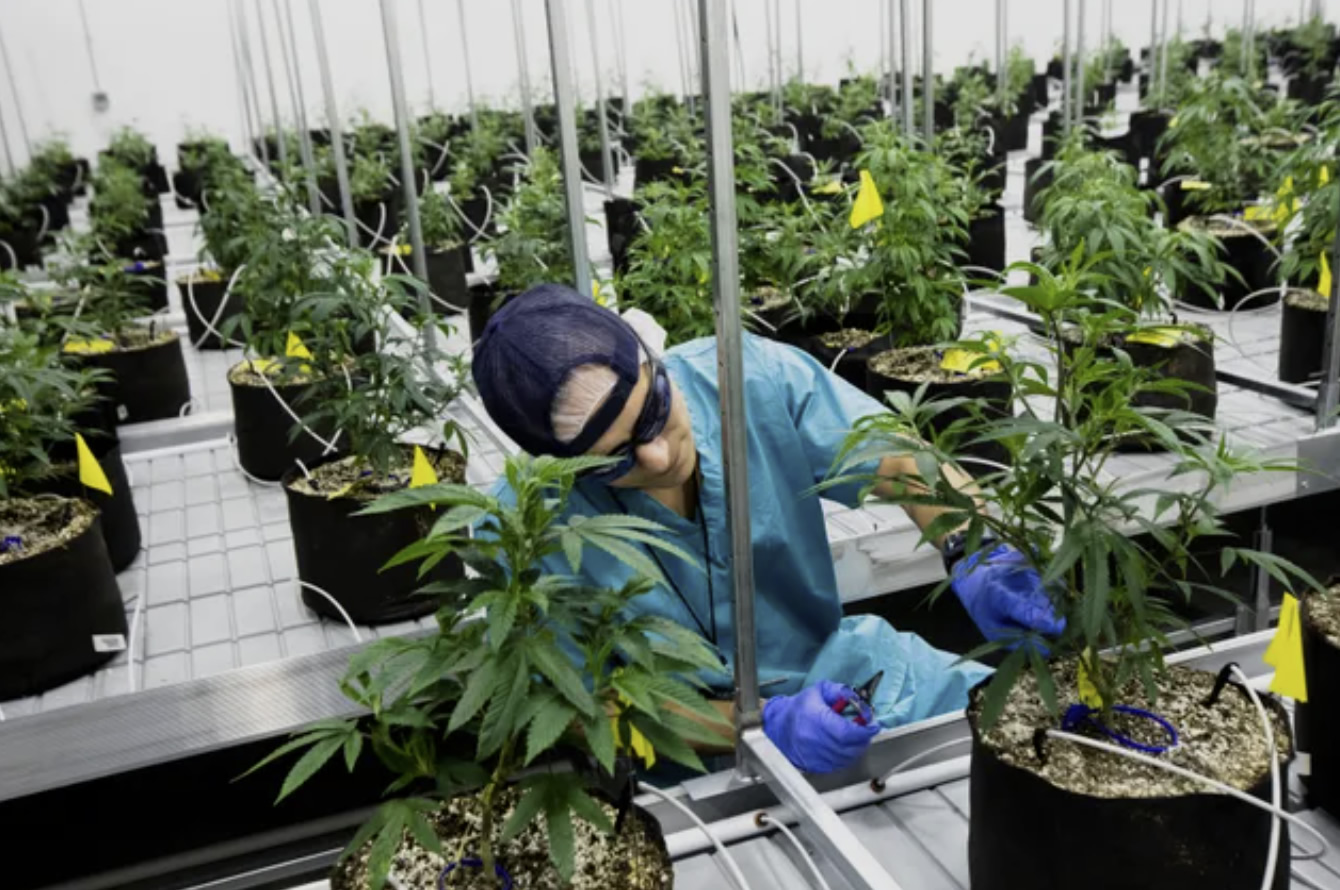 Ohio Medical Cannabis History